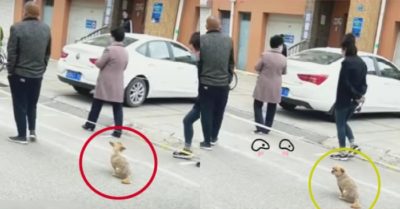 Video: Chú chó cưng xếp hàng trật tự giữ đúng khoảng cách