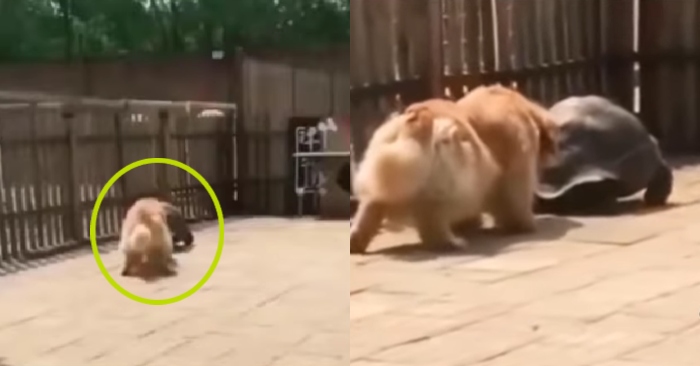 Video: Chú chó cưng gâu đần bắt chước dáng đi của bạn rùa