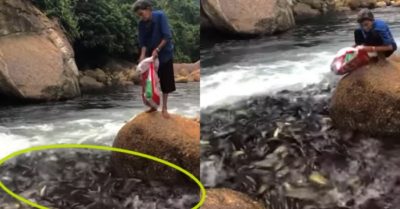 Video: Ông lão và đàn cá suối tự nhiên hàng vạn con