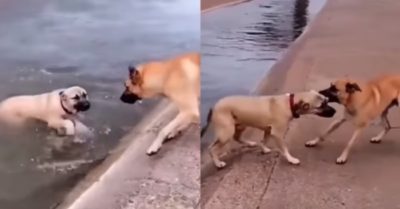 Video: Chú chó dũng cảm gắng sức kéo bạn thoát khỏi dòng nước xiết