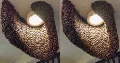 Clip: Ong vào nhà làm tổ quanh bóng đèn
