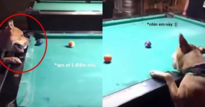 Video: Tròn mắt xem chú chó cưng trổ tài chơi bida