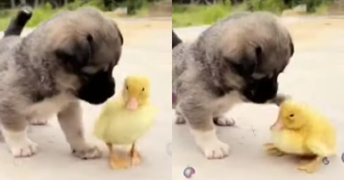 Video: Tình bạn của chú cún và vịt con khiến dân tình ngỡ ngàng