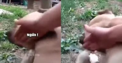 Video: Chú chó bị sen troll gãi hoài không hết ngứa
