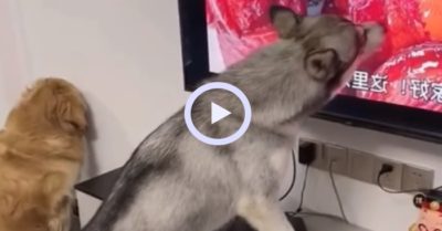 Video: Chú chó Husky cạp thức ăn trong tivi vì quá thèm