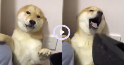Video: Biểu cảm khó đỡ của chú chó khi bị chủ hỏi tội