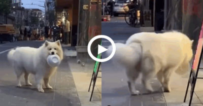 Video: Chú chó cắp cái tô đi ra đi vào nóng lòng chờ ăn