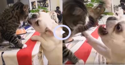 Video: Khi chó và mèo sống chung một nhà
