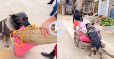 Video: Chú chó thông minh xứng đáng có 10 cây xúc xích