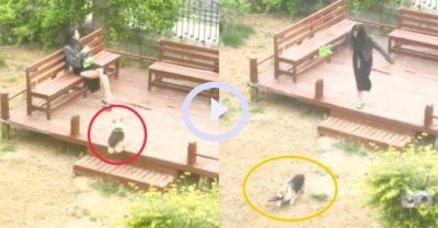 Video: Cô gái mặc váy bất lực đuổi theo chú chó vì bị cướp mất dép