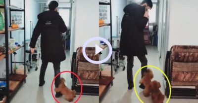 Video: Cún con bám theo đòi được chủ nhân xin lỗi