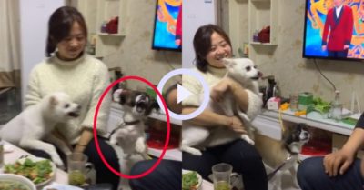 Video: Chú chó lao tới đỡ đòn cho cô chủ khi bị chồng ”phản công”