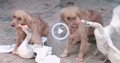Video: Ngỗng đanh đá lấn tới khi gâu đần biết nhường nhịn
