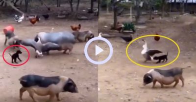 Video: Cún con cắn đuôi ngỗng giải cứu heo mập