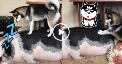 Video: Husky kiên nhẫn lay heo mập thức dậy