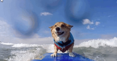 Chú chó Corgi trở thành hiện tượng mạng xã hội nhờ khả năng lướt sóng chuyên nghiệp