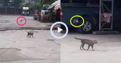 Video: Mèo vẫn thản nhiên bước đi dù liên tục bị chim bay theo “tấn công”