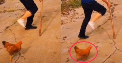 Video: Chú gà trống ‘cà khịa’ bắt chước dáng đi của ông chủ