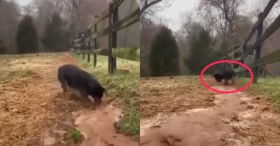Video: Chú chó cưng thích thú mở đường cho nước chảy