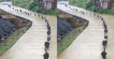 Video: Đàn vịt nối đuôi nhau lạch bạch đi ra đồng