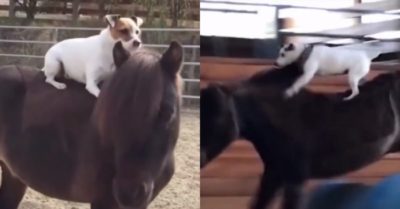Video: Chú cún cưng với đam mê cưỡi ngựa