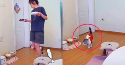 Video: Chú mèo bắt chước đi cà nhắc giống cô chủ
