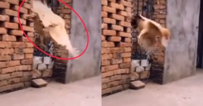 Video: Gà mái khổ luyện tập bay