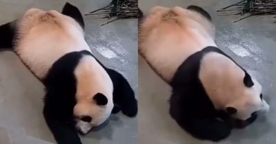 Video: Chú gấu trúc trằn trọc băn khoăn giấc chẳng thành