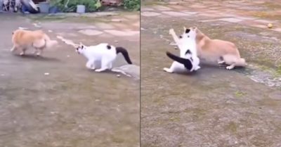 Video: Mèo mẹ nổi đóa khi thấy chú cún bắt nạt mèo con
