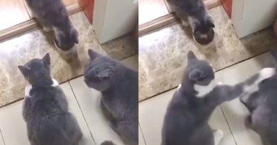 Video: Mèo bố bị mèo mẹ đánh vì ăn phần thức ăn của mèo con