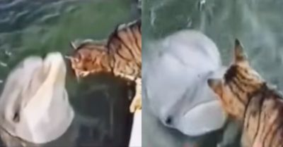 Video: Tình bạn thân thiết hiếm có của chú mèo và cá heo