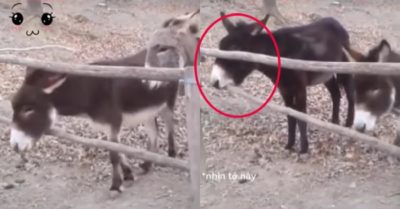 Video: Chú lừa thông minh dùng răng mở cổng cho bạn