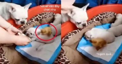 Video: Chó mẹ “chăm lo” cho vịt con như nuôi thú cưng
