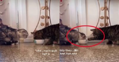 Video: Hai chú mèo nhường nhau và thay phiên ăn đồ ăn trong bát