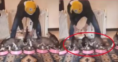 Video: Chàng trai chỉ muốn bỏ cuộc khi cho bầy Husky con ăn