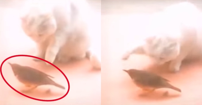 Video: Chú chim hóa đá trước miệng mèo chờ thời cơ tẩu thoát