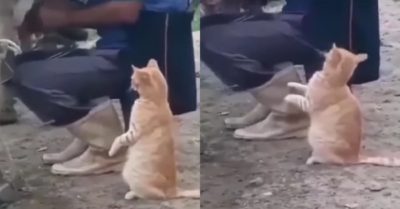 Video: Mèo đứng bên cạnh xin ông chủ sữa bò khiến người xem phì cười