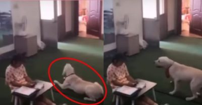 Video: Chó cưng bao che cho cô chủ nhỏ chơi điện thoại