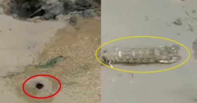 Video: Mãn nhãn màn bắt tôm tít trên bùn của ngư dân