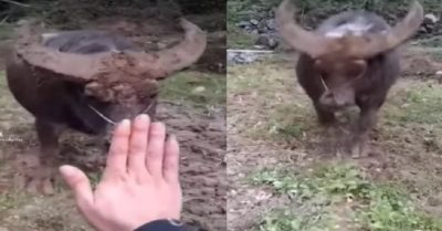 Video: Con trâu biết nghe lời, răm rắp thực hiện theo lệnh của chủ nhân