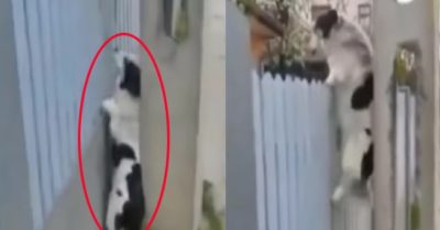 Video: Gia chủ té ngửa với chú chó trốn đi chơi rồi leo tường vào nhà