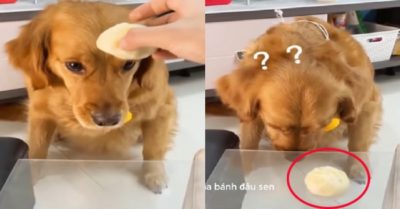Video: Chú chó gâu đần ngẩn ngơ không hiểu “bánh đâu rồi sen?”