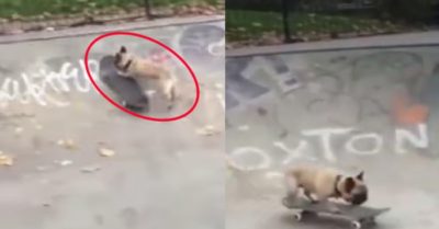 Video: Chú cún cưng phô diễn tài chơi ván trượt điệu nghệ