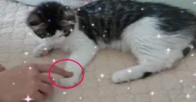 Video: Mèo thông minh chơi trò úp đồng xu cùng với chủ nhân
