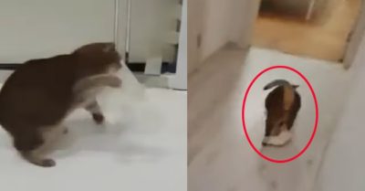 Video: Chú mèo hoảng loạn chạy khắp nhà tìm cách thoát thân khỏi băng dính
