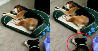 Video: Cún cưng ngủ bất chấp dù bị đuôi bạn ‘quật’ vào mặt