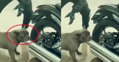 Video: Chú chó Pitbull dùng mõm bịt ống pô xe của chủ