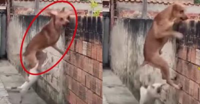 Video: Hai chú chó ‘nhiều chuyện’ cố trèo tường để hóng chuyện hàng xóm