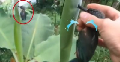 Video: Giải cứu chú chim gặp nạn ở đọt chuối