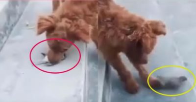 Video: Chim giả chết qua mặt chó phèn để tẩu thoát